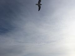 -网走流冰观光破冰船极光号
