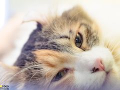 -more than meow吴止猫主题餐厅(承德 中船汇店)