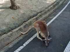 -清迈夜间动物园