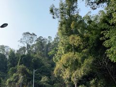 -火炉山森林公园