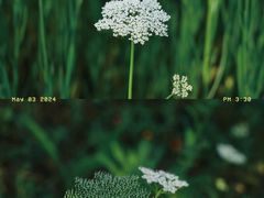 -花开海上生态园