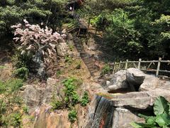 -南丹山森林王国