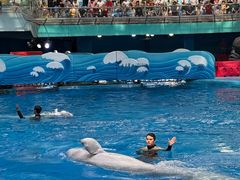 -海合安成都极地海洋公园