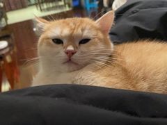 -东方名猫馆·英短金渐层布偶猫舍(环线广场1号楼店)