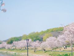 -羊山湖公园