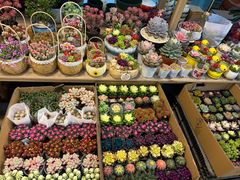 -双季花艺园艺市场(浦东店)