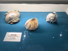 -青岛贝壳博物馆
