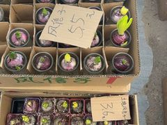 -龙大花卉苗木市场