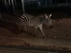 -清迈夜间动物园
