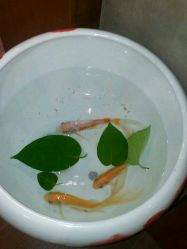 IMG_3513-东瀛造型