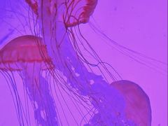 -沈阳海洋探索中心