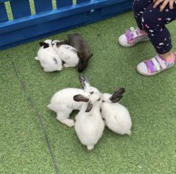 -萌宠亲子动物乐园(槐房万达店)