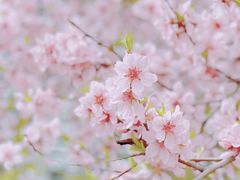 -淮扬韵(高新大都荟店)