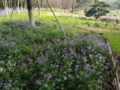 -白塘生态植物园