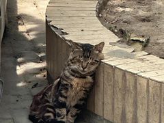 -Bastet sally猫舍购宠(静安店)