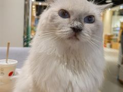 -藏猫猫咖啡主题馆(中央大道店)