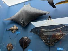 -国家自然博物馆