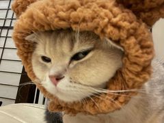 -逗柴咖啡屋·狗咖猫咖宠物桌游