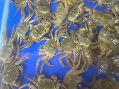 -阳澄湖大闸蟹·琼灵阁牌品牌连锁(吴中总店)