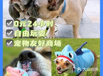 宝藏玩乐 | 0元24h魔都市区宠物友好商场