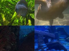 -江和美海洋公园