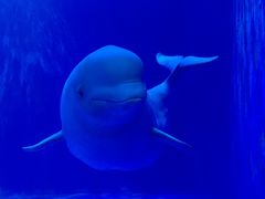 -多彩贵州城极地海洋世界