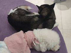 -怪兽屋·羊驼·猫咖·狗咖(俊华广场店)