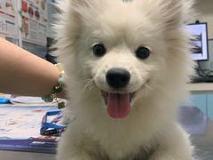 -瑞派·关忠动物医院·猫专科·犬专科(三环新城店)