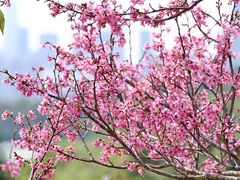 -深圳仙湖植物园