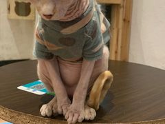 -猫色咖啡·猫咖
