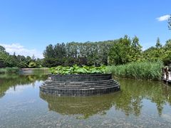 -大望京公园