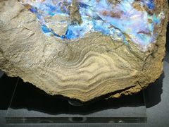 -湖南省地质博物馆