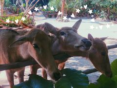 -海南热带野生动植物园