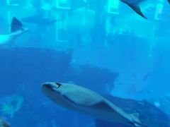 -迪拜水族馆及水下动物园