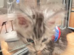 -袖虎·猫馆(体育西路店)