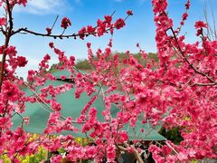 -桃源山庄·水蜜桃采摘·柴火鸡·烧烤团建(龙泉山店)