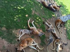 -西霞口神雕山野生动物世界