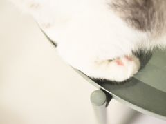 -猫儿山۰猫主题餐厅