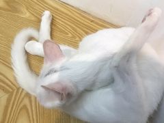 -Heymao猫咖.咖啡厅(东门店)