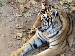 -西霞口神雕山野生动物世界