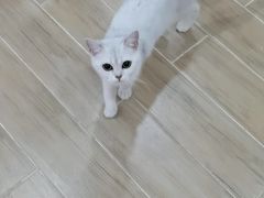 -李小姐の猫咖啡馆(五角场店)