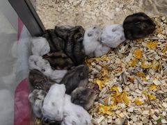 -钓仓鼠(洋桥北里小区店)