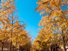 -三里屯东五街银杏大道