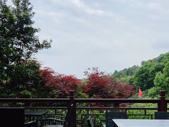 -十八棵（老龙井）御茶园(老龙井店)