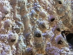 -正宗天津烧麦馆(柳州路店)