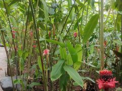 -中国科学院西双版纳热带植物园