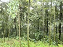 -中国大熊猫保护研究中心雅安碧峰峡基地