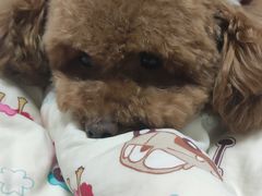 -中农大我爱我爱动物医院·核磁CT·猫病·24小时夜诊中心(石佛营店)