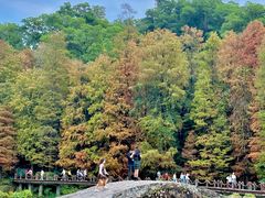 -深圳仙湖植物园
