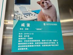 -伟伟宠物医院·CT影像中心·瑞派犬猫综合性门诊(汉口总院)